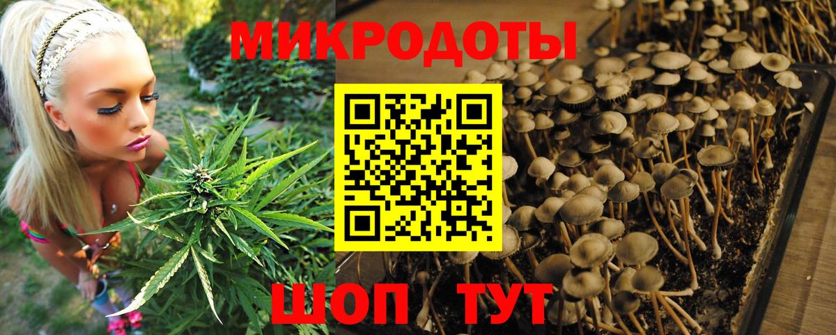Галлюциногенные грибы мухоморы Новокубанск